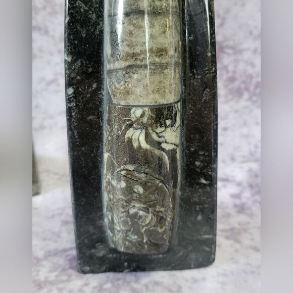 Orthoceras Fossils Self Standing - Picture 8 of 16